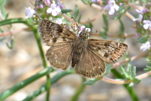Erynnis tages
