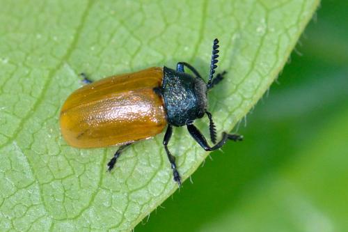 Réf. 100 626 : Labidostomis sp.