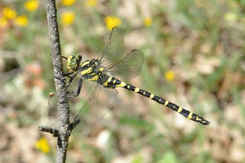 Cordulegaster boltonii