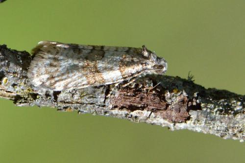 Isotrias rectifasciana