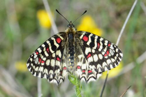 Zerynthia rumina