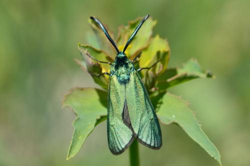 Réf. 100 679 : Adscita sp.
