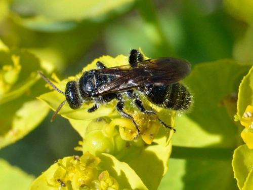 Tiphia sp.