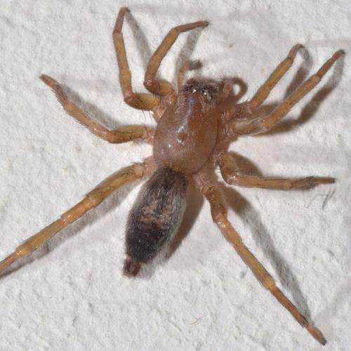 Clubiona sp.