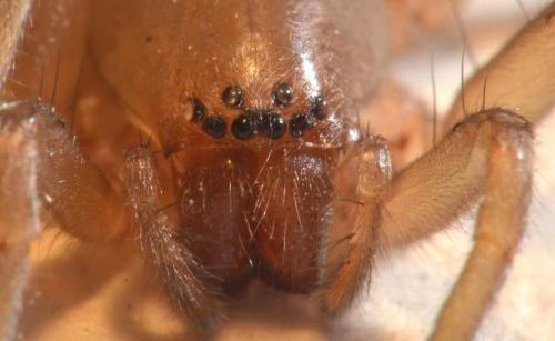 Clubiona sp.