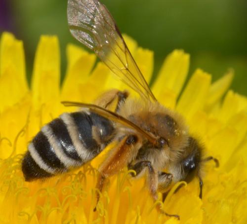 Andrena gravida