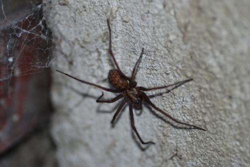 Tegenaria sp.