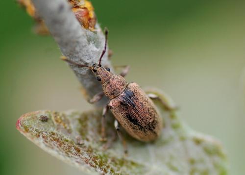 Réf. 100 724 : Phyllobius pyri
