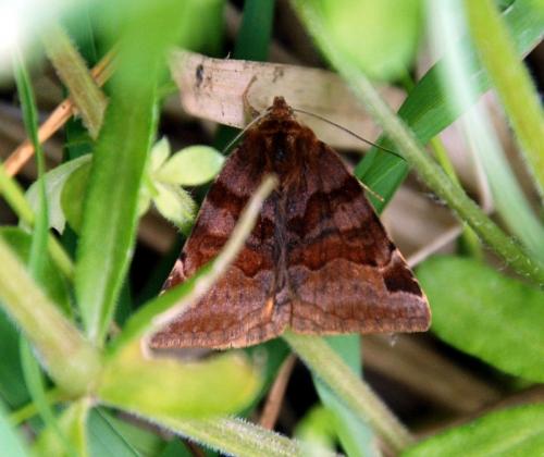 Euclidia glyphica
