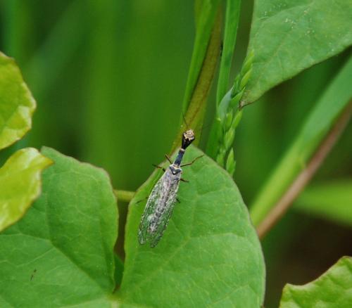Réf. 100 889 : Xanthostigma xanthostigma
