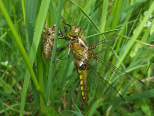 Libellula depressa