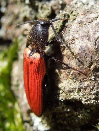 Réf. 100 675 : Ampedus sp.