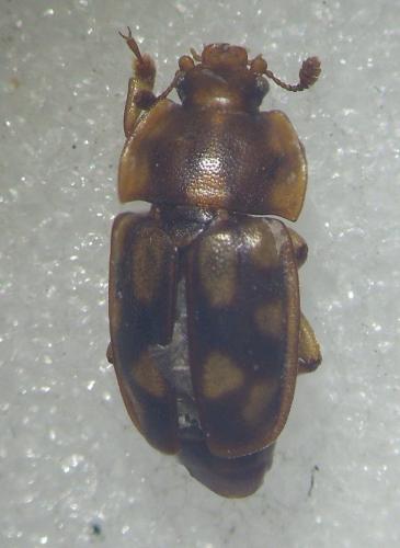 Réf. 100 943 : Epuraea guttata