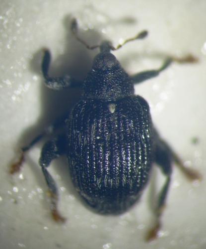 Tachyerges decoratus