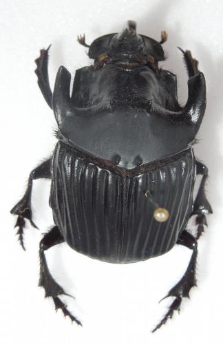 Sulcophanaeus faunus