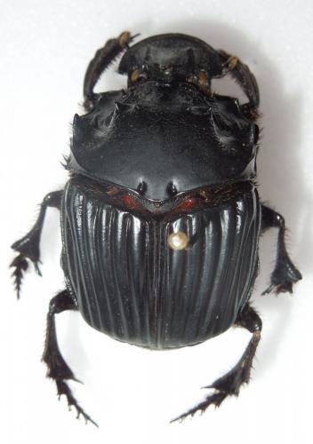 Réf. 100 144 : Sulcophanaeus faunus