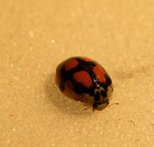 Adalia decempunctata