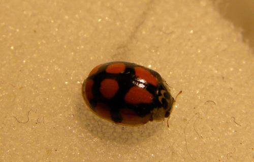 Adalia decempunctata