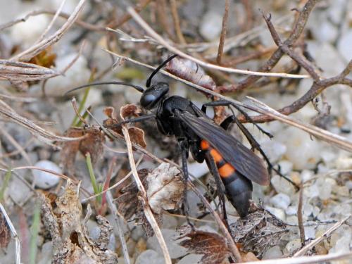 Réf. 100 081 : Anoplius viaticus