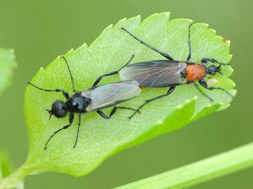 Réf. 100 657 : Bibio hortulanus