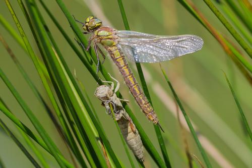 Brachytron pratense