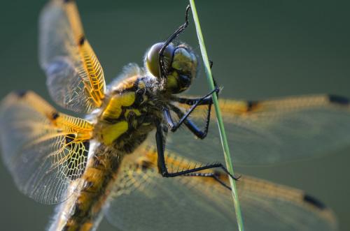 Réf. 100 728 : Libellula quadrimaculata