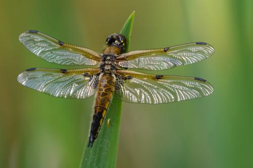 Réf. 100 727 : Libellula quadrimaculata