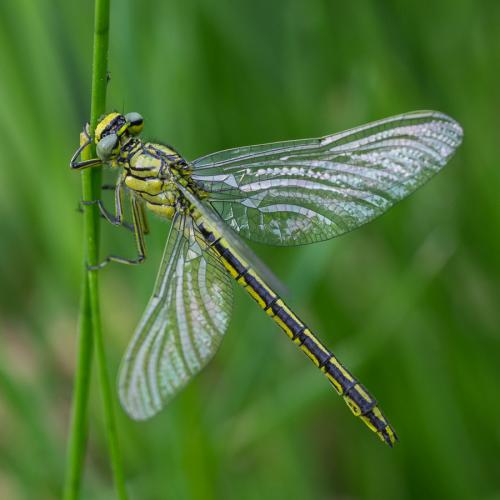Gomphus pulchellus