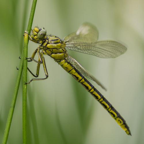Réf. 100 762 : Gomphus pulchellus