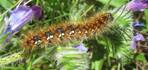Euplagia quadripunctaria