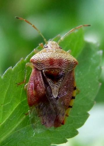 Elasmucha grisea grisea