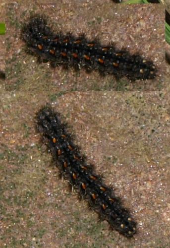 Eilema complana