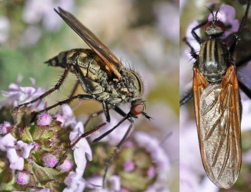 Réf. 100 096 : Empis tessellata