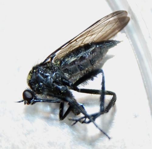 Empis ciliata