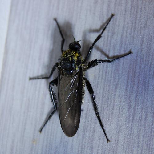 Réf. 100 970 : Empis ciliata