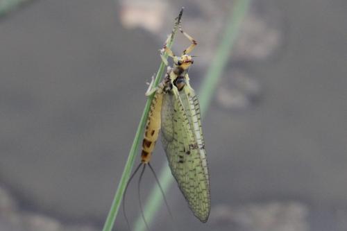 Ephemera danica