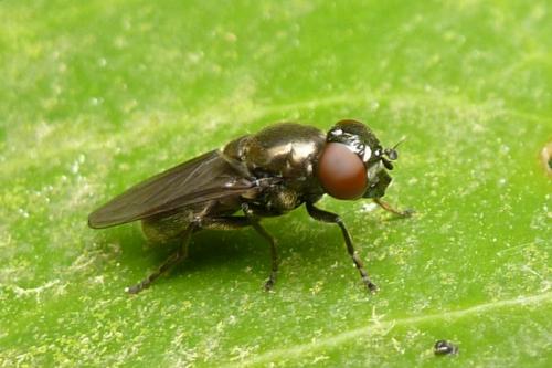Melanogaster sp.