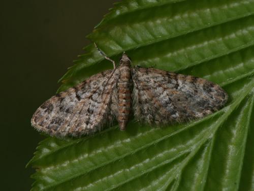 Réf. 100 825 : Eupithecia dodoneata