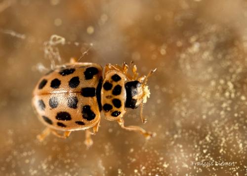 Anisosticta novemdecimpunctata