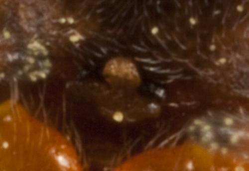 Araneus sturmi