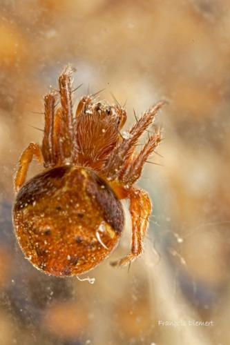 Araneus sturmi