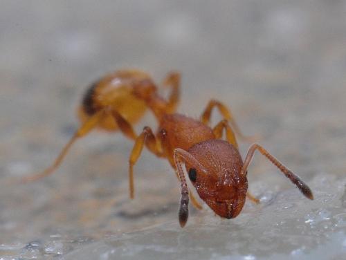 Temnothorax unifasciatus