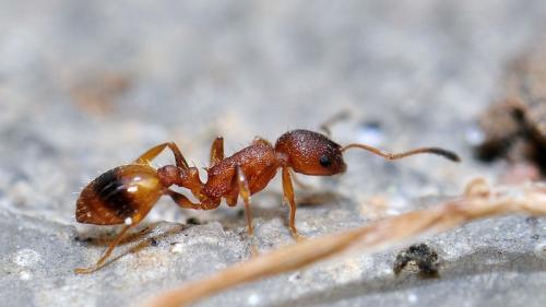 Temnothorax unifasciatus