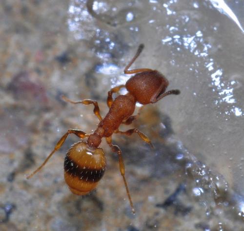 Temnothorax unifasciatus