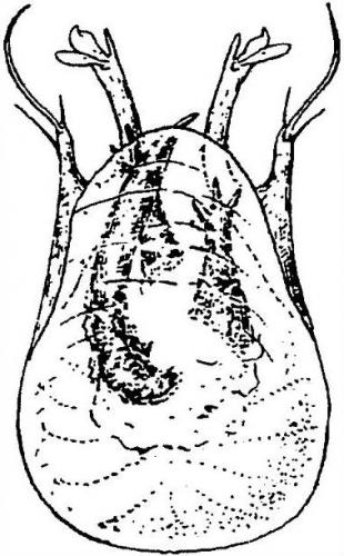 Brachygluta haematica