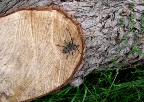 Morimus asper funereus
