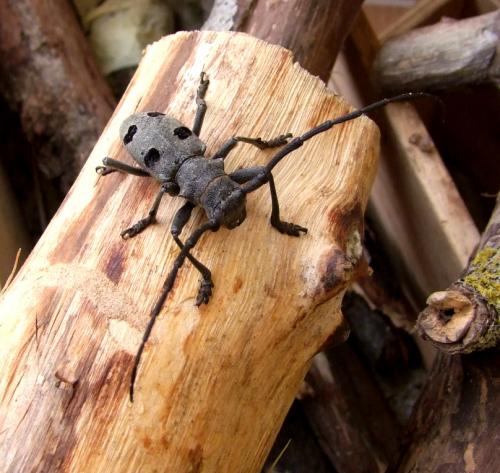 Morimus asper funereus