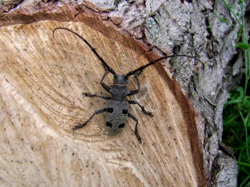 Réf. 100 586 : Morimus asper funereus