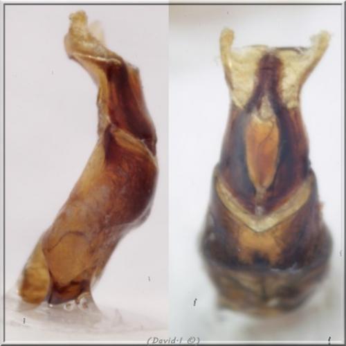 Réf. 100 189 : Amidorus obscurus