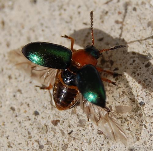 Réf. 100 172 : Gastrophysa polygoni